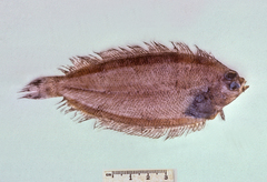 Nematops macrochirus