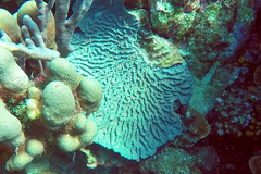 Mycetophyllia