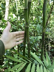Chamaedorea costaricana