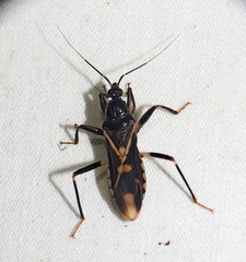 Rasahus sulcicollis