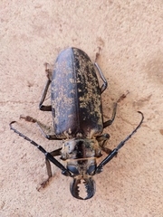 Tithoes frontalis
