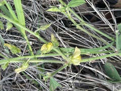 Crotalaria steudneri