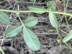 Crotalaria steudneri