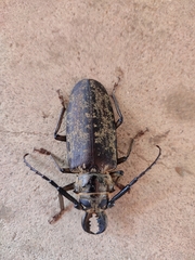 Tithoes frontalis