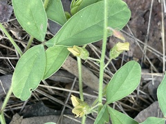 Crotalaria steudneri