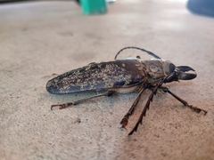 Tithoes frontalis