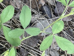 Crotalaria steudneri