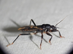 Rasahus sulcicollis