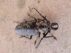 Tithoes frontalis