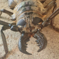 Tithoes frontalis