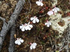 Lobelia linnaeoides