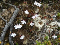 Lobelia linnaeoides