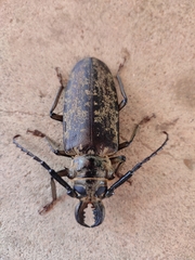 Tithoes frontalis