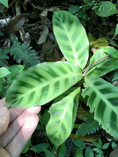 Goeppertia zebrina