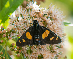 Mimoniades ocyalus