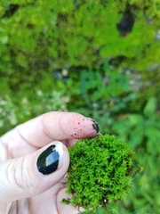 Bryoerythrophyllum recurvirostrum