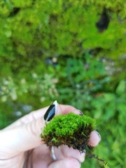 Bryoerythrophyllum recurvirostrum