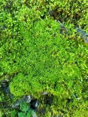 Bryoerythrophyllum recurvirostrum