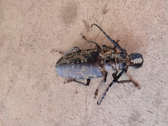 Tithoes frontalis
