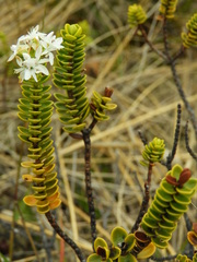 Veronica pauciramosa