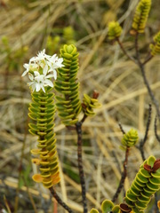 Veronica pauciramosa