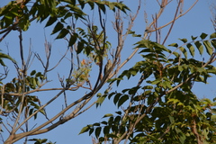 Ailanthus altissima