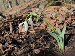 Galanthus alpinus