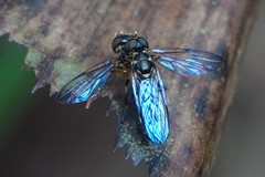 Spheginobaccha