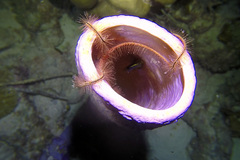Ophiothrix suensonii image