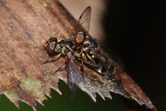 Spheginobaccha