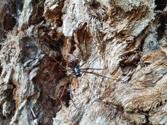 Nephilingis borbonica