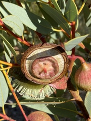 Eucalyptus rameliana