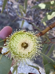 Eucalyptus rameliana
