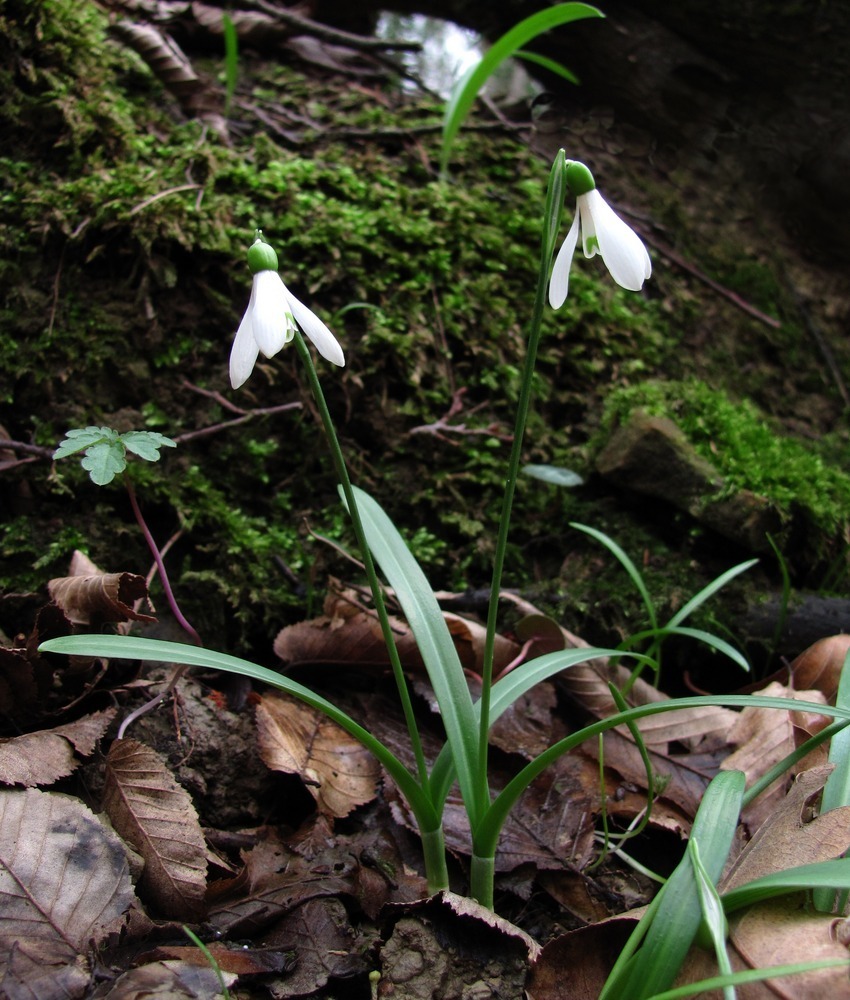 Galanthus rizehensis