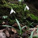 Galanthus rizehensis - Photo (c) Gennadiy Okatov, algunos derechos reservados (CC BY-NC), subido por Gennadiy Okatov