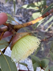 Eucalyptus rameliana