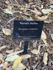 Eucalyptus rameliana