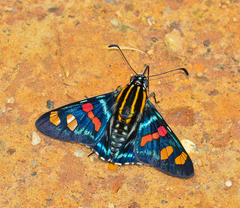 Mimoniades versicolor