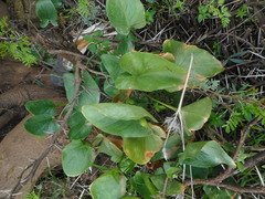 Arisarum vulgare