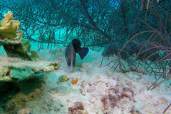 Rypticus saponaceus