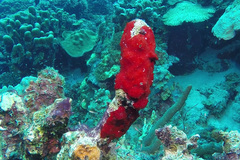 Phorbas amaranthus