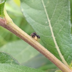 Cyphonia clavigera