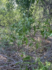 Pristimera longipetiolata