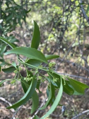 Pristimera longipetiolata