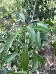 Pristimera longipetiolata