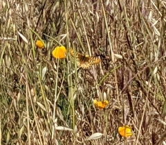 Speyeria callippe comstocki