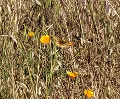 Speyeria callippe comstocki