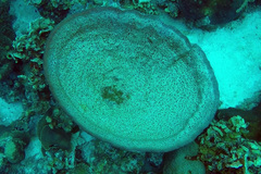 Ircinia campana
