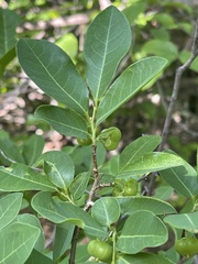 Margaritaria discoidea nitida
