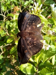 Eantis papinianus